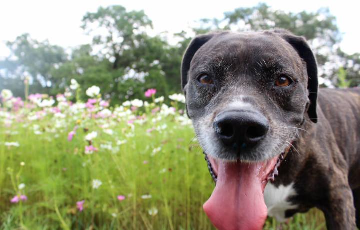 Dog Owners Dog Park - Snap Realty NOLA